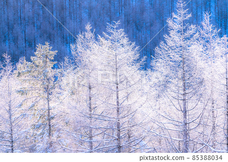 《Nagano Prefecture》 Kirigamine plateau in winter, a primeval forest of hoarfrost 85388034