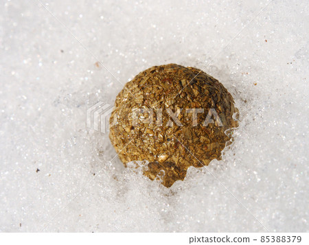 野兔大便在雪地上打滾 野兔大便在雪地上打滾 85388379