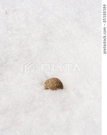 野兔便便留在雪地上 野兔便便留在雪地上 85388384