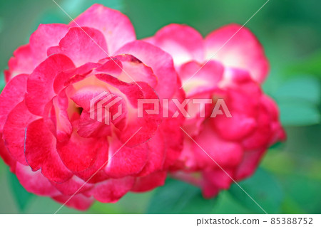 Kanayama一般公園的玫瑰 Kanayama一般公園的玫瑰 85388752