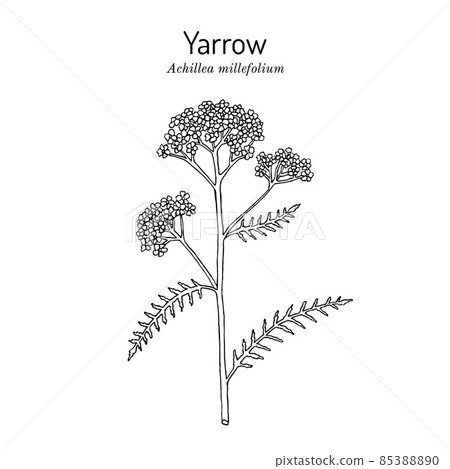 Achillea millefolium or Yarrow, medicinal plant Achillea millefolium or Yarrow, medicinal plant 85388890
