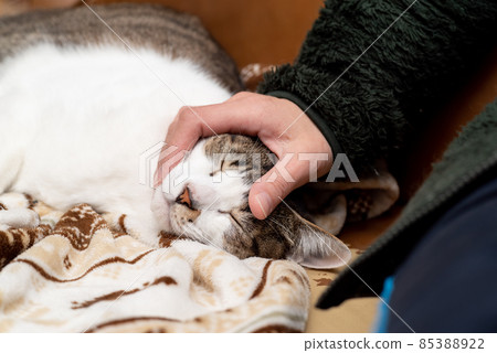 Kijitora cat living with a cat Kijitora cat living with a cat 85388922