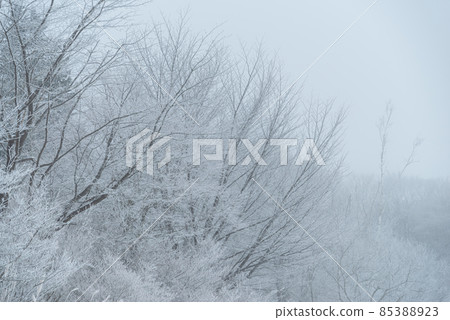 Snowy forest Snowy forest 85388923