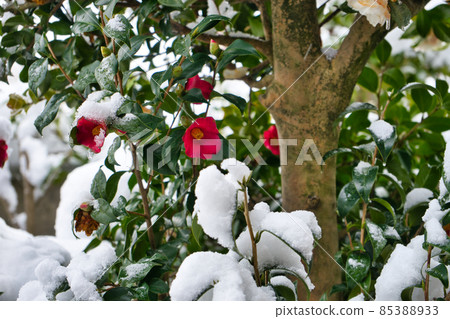 Hokuriku winter, withering camellia flowers in the snow 85388933