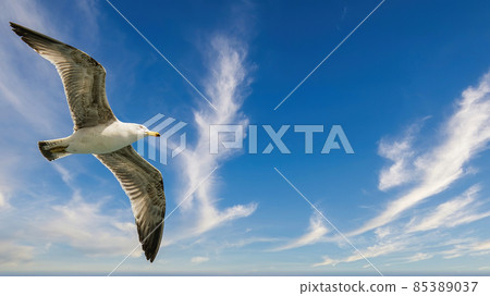 Flying seagull high on wind with cloudy sky 85389037
