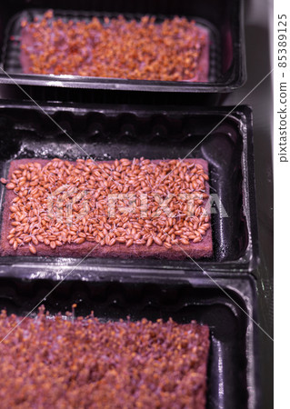 Close-up of micro greens of mustard, arugula and other plants at home. Growing mustard and arugula sprouts in closeup at home. The concept of vegan and healthy food. micro greenery under grow lamp 85389125