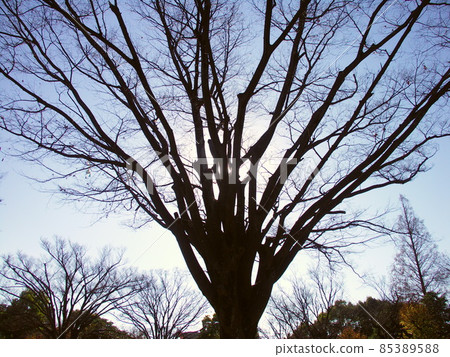 冬季公園的櫻花 冬季公園的櫻花 85389588