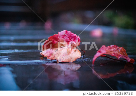 臺灣,冬季,楓葉,雨水,濕,鐵道,生態,霧氣木棧道 臺灣,冬季,楓葉,雨水,濕,鐵道,生態,霧氣木棧道 85389758