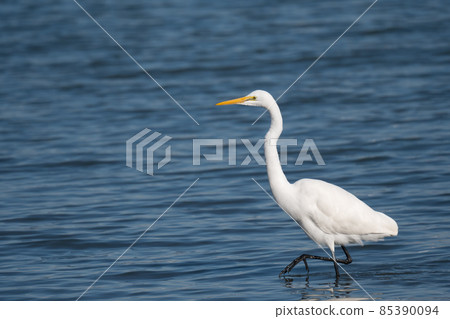 Great egret feeding in the Yoshino river mouth Great egret feeding in the Yoshino river mouth 85390094