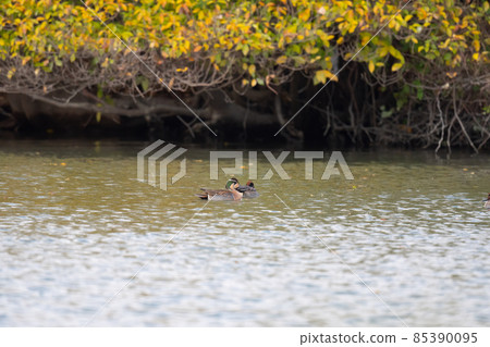 Baikal teal 01, a winter bird that flew under the autumnal trees Baikal teal 01, a winter bird that flew under the autumnal trees 85390095