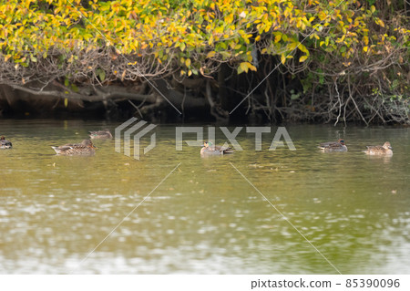 Baikal teal 02, a winter bird that flew under the autumnal trees Baikal teal 02, a winter bird that flew under the autumnal trees 85390096