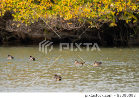 Baikal teal 03, a winter bird that flew under the autumnal trees Baikal teal 03, a winter bird that flew under the autumnal trees 85390098