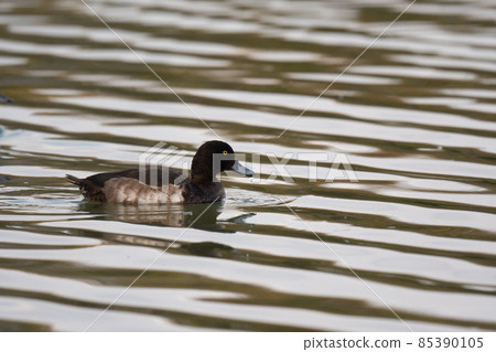 Greater scaup, a winter bird that flew into the river 01 Greater scaup, a winter bird that flew into the river 01 85390105
