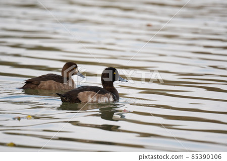 大scaup,一隻飛入河中的冬鳥02 大scaup,一隻飛入河中的冬鳥02 85390106