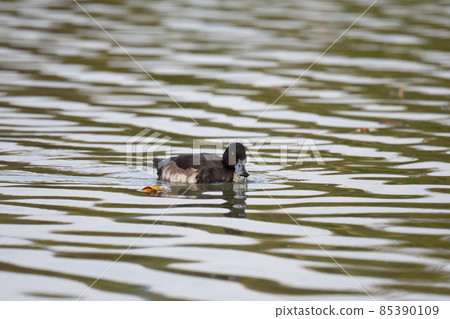 大scaup，一隻飛入河中的冬鳥03 85390109