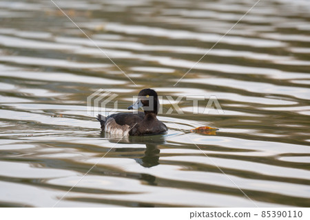 Greater scaup, a winter bird that flew into the river 04 Greater scaup, a winter bird that flew into the river 04 85390110