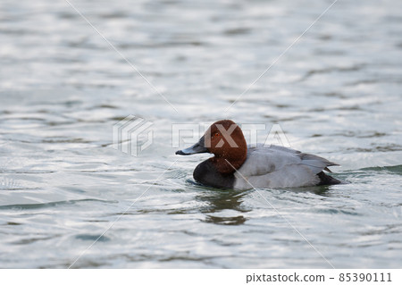 Common pochard 01, a winter bird that flew into the river Common pochard 01, a winter bird that flew into the river 85390111