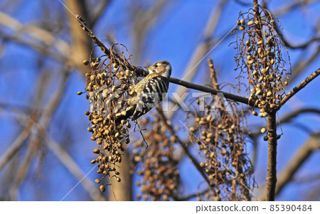 Kogera eating the fruit of Tade 85390484