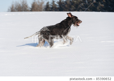 The dog jumps high in the snow. Winter walk in the fields with a crazy dog. The winter season is full of snow and frosty air. German wirehaired pointer. Side view. 85390652