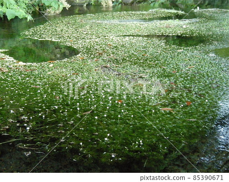 鳥海山西側牛渡川的梅花藻。水面上開滿了似梅花的白花 85390671