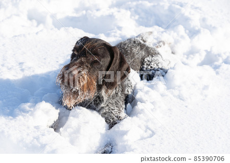 German Wirehaired Pointer - a young purebred dog with a pedigree lies in deep snow. The winter season is full of snow and frosty air. 85390706