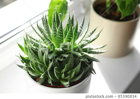 Beautiful succulent plant on windowsill at home Beautiful succulent plant on windowsill at home 85390834