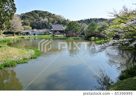 鎌倉時代名寺櫻花盛開的淨土園 鎌倉時代名寺櫻花盛開的淨土園 85390995