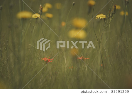 Wild flowers in spring, Patagonia, Argentina Wild flowers in spring, Patagonia, Argentina 85391269