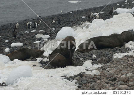 Antarctic fur seal(Arctophoca gazella), an beach, Antartic peninsula. Antarctic fur seal(Arctophoca gazella), an beach, Antartic peninsula. 85391273