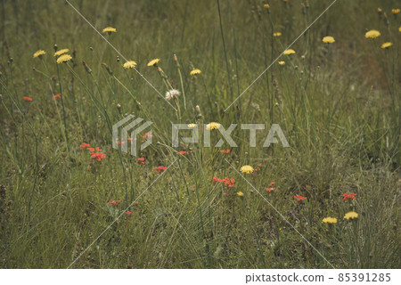 Wild flowers in spring, Patagonia, Argentina Wild flowers in spring, Patagonia, Argentina 85391285