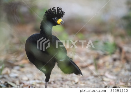Bare faced Curassow, in a jungle environment, Pantanal Brazil 85391320