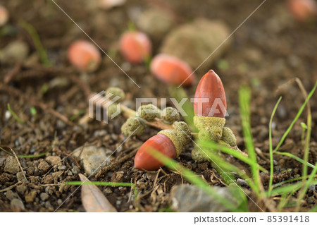 Acorn that fell to the ground 85391418