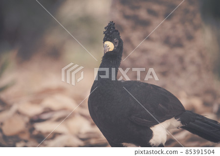 Bare faced Curassow, in a jungle environment, Pantanal Brazil Bare faced Curassow, in a jungle environment, Pantanal Brazil 85391504