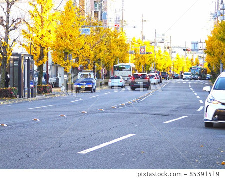 京都法務局前的秋天 京都法務局前的秋天 85391519