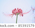 Up of a cluster of red cluster amaryllis 85391579