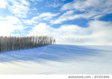 [北海道美瑛町] 12月的藍天和雪原丘陵上的樹影 85391606