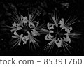 Two beautiful monochrome cluster amaryllis seen from above 85391760