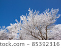 晴朗的天空和雪樹枝 85392316