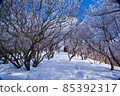 森林上空的雪景 85392317