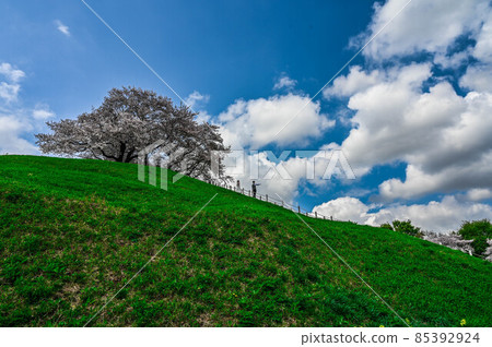 Cherry blossoms blooming on the hills of Sakitama Kofun Group in Saitama Spring scenery Cherry blossoms blooming on the hills of Sakitama Kofun Group in Saitama Spring scenery 85392924