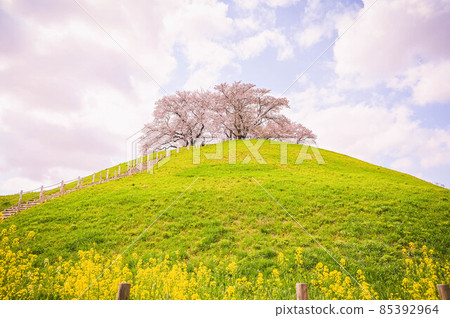 Cherry blossoms blooming on the hills of Sakitama Kofun Group in Saitama Spring scenery Cherry blossoms blooming on the hills of Sakitama Kofun Group in Saitama Spring scenery 85392964