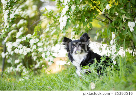 黑色長外套 Chihuahua 在 Kodemari 下做 Oswari 85393516