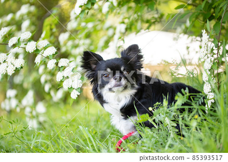 黑色長外套 Chihuahua 在 Kodemari 下做 Oswari 85393517