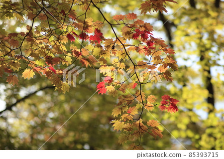 Lake Chuzenji (autumn leaves) 85393715