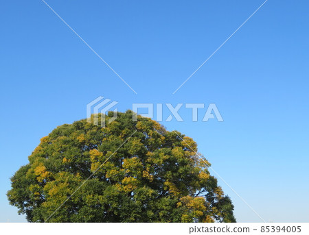 The green of a large tree that shines in the blue sky 85394005
