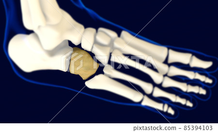 Cuboid Foot bone Anatomy for medical concept 3D 85394103