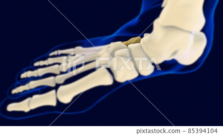 Cuboid Foot bone Anatomy for medical concept 3D Cuboid Foot bone Anatomy for medical concept 3D 85394104