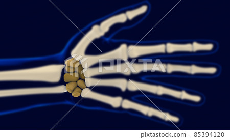 Hand Wrist Carpals Bones Anatomy For Medical Concept 3D Hand Wrist Carpals Bones Anatomy For Medical Concept 3D 85394120