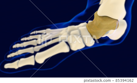 Talus Foot bone Anatomy for medical concept 3D 85394162