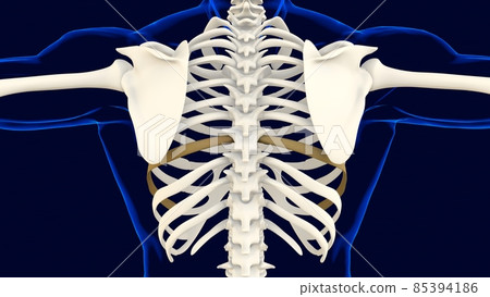 Eighth bone of Rib cage Anatomy for medical concept 3D Eighth bone of Rib cage Anatomy for medical concept 3D 85394186